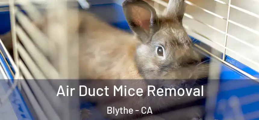  Air Duct Mice Removal Blythe - CA